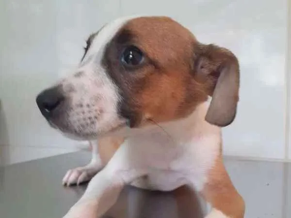 Cachorro ra a Viralata idade Abaixo de 2 meses nome Bebel