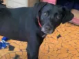Belinha