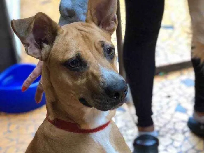 Cachorro ra a SRD idade 2 anos nome Bela