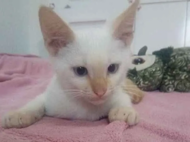 Gato ra a Sem raça definida idade 2 a 6 meses nome Coragem