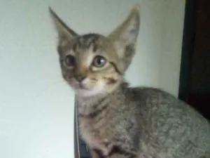 Gato raça Sem raça definida idade 2 a 6 meses nome Sem nome
