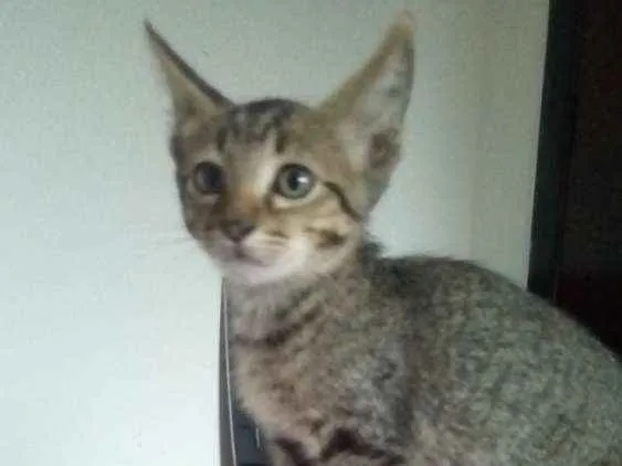 Gato ra a Sem raça definida idade 2 a 6 meses nome Sem nome