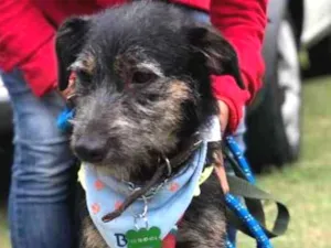 Cachorro raça SRD idade 1 ano nome Lennon