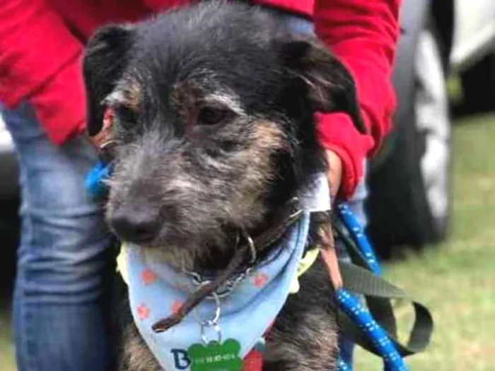 Cachorro ra a SRD idade 1 ano nome Lennon