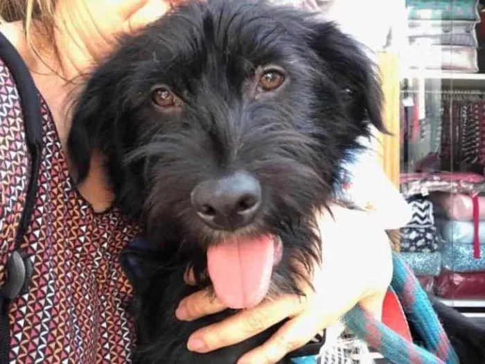 Cachorro ra a SRD idade 1 ano nome Lenine