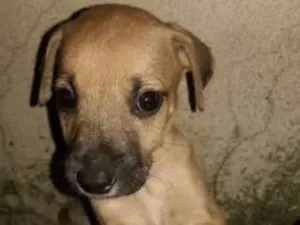 Cachorro raça Indefinida  idade 2 a 6 meses nome Sem nome
