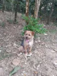 Laika