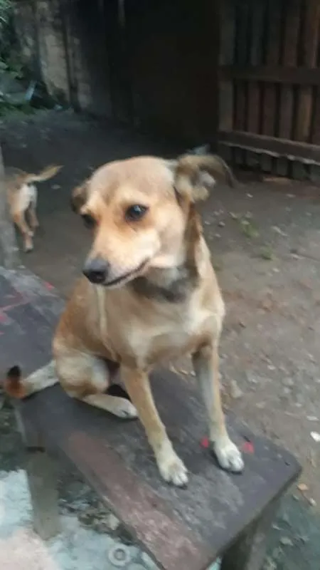 Cachorro ra a SRD idade 3 anos nome BIBI