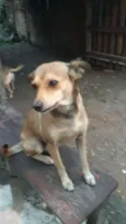 BIBI