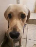 Mel