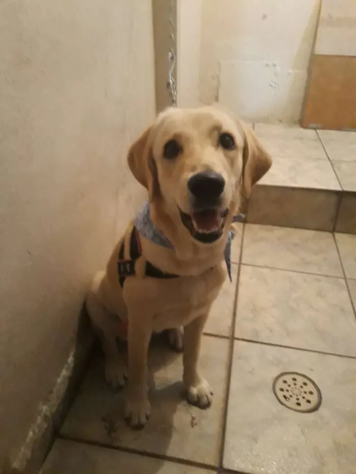 Cachorro ra a Labrador idade 2 a 6 meses nome Mel