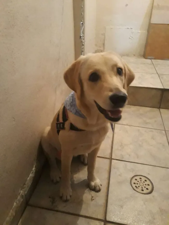 Cachorro ra a Labrador idade 2 a 6 meses nome Mel