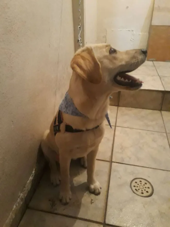 Cachorro ra a Labrador idade 2 a 6 meses nome Mel