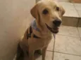 Mel