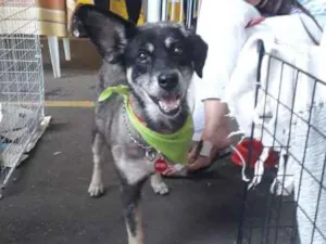 Cachorro raça SRD idade 6 ou mais anos nome Bebel