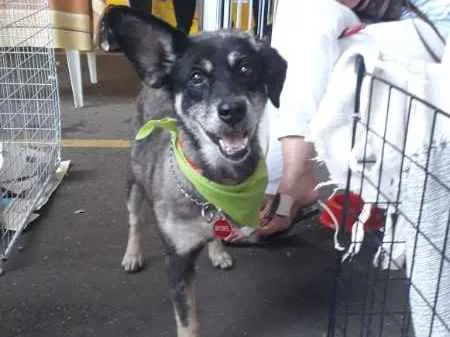 Cachorro ra a SRD idade 6 ou mais anos nome Bebel