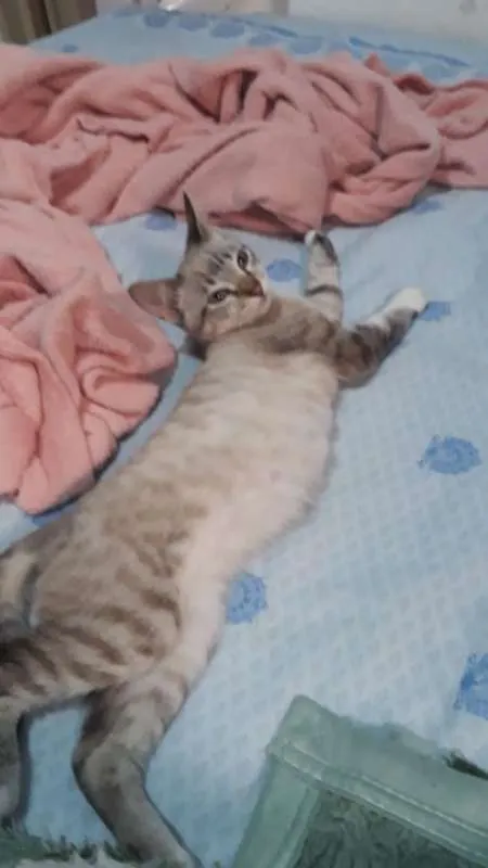 Gato ra a SRD idade 2 a 6 meses nome Nino
