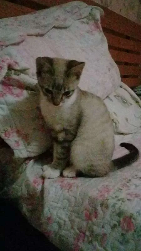 Gato ra a SRD idade 2 a 6 meses nome Nino