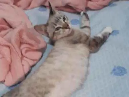 Gato ra a SRD idade 2 a 6 meses nome Nino