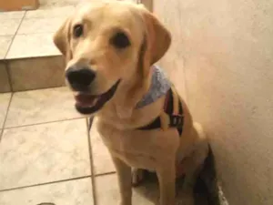 Cachorro raça Labrador idade 2 a 6 meses nome Mel