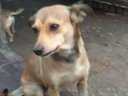 Cachorro ra a SRD idade 3 anos nome BIBI