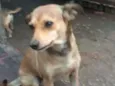 BIBI