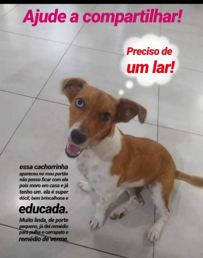 Cachorro raça Vira Lata idade 1 ano nome Mika