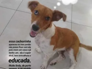 Cachorro raça Vira Lata idade 1 ano nome Mika