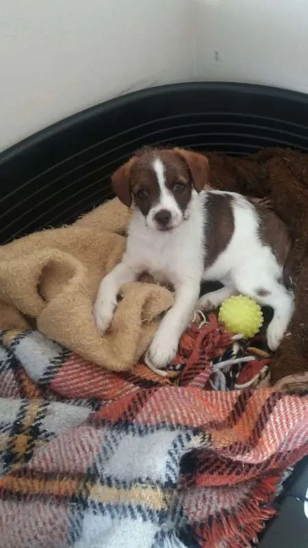 Cachorro ra a SRD idade 2 a 6 meses nome Sem nome