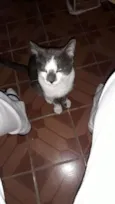 Docinho