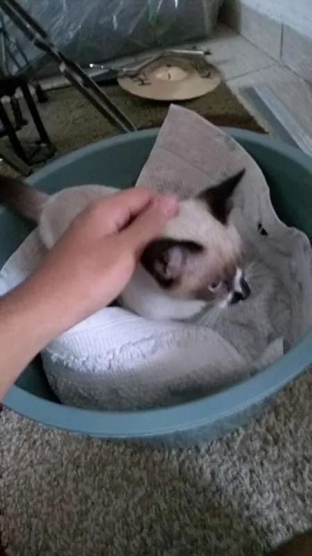 Gato ra a siames idade 2 a 6 meses nome não tem