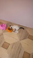 não tem