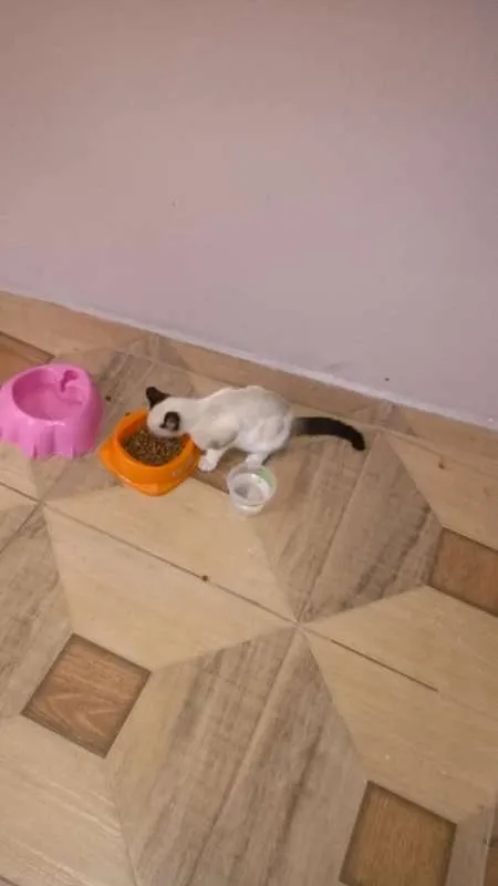 Gato ra a siames idade 2 a 6 meses nome não tem