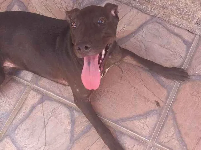 Cachorro ra a SRD idade 7 a 11 meses nome Pretinha 