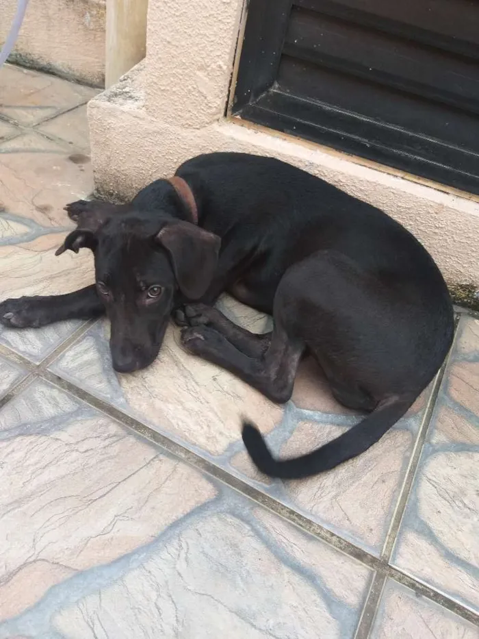 Cachorro ra a SRD idade 7 a 11 meses nome Pretinha 