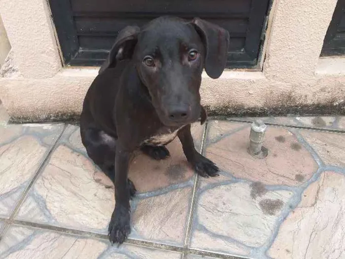 Cachorro ra a SRD idade 7 a 11 meses nome Pretinha 