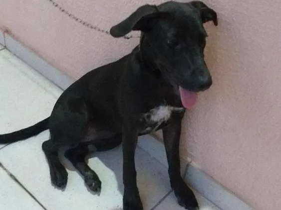 Cachorro ra a SRD idade 7 a 11 meses nome Pretinha 