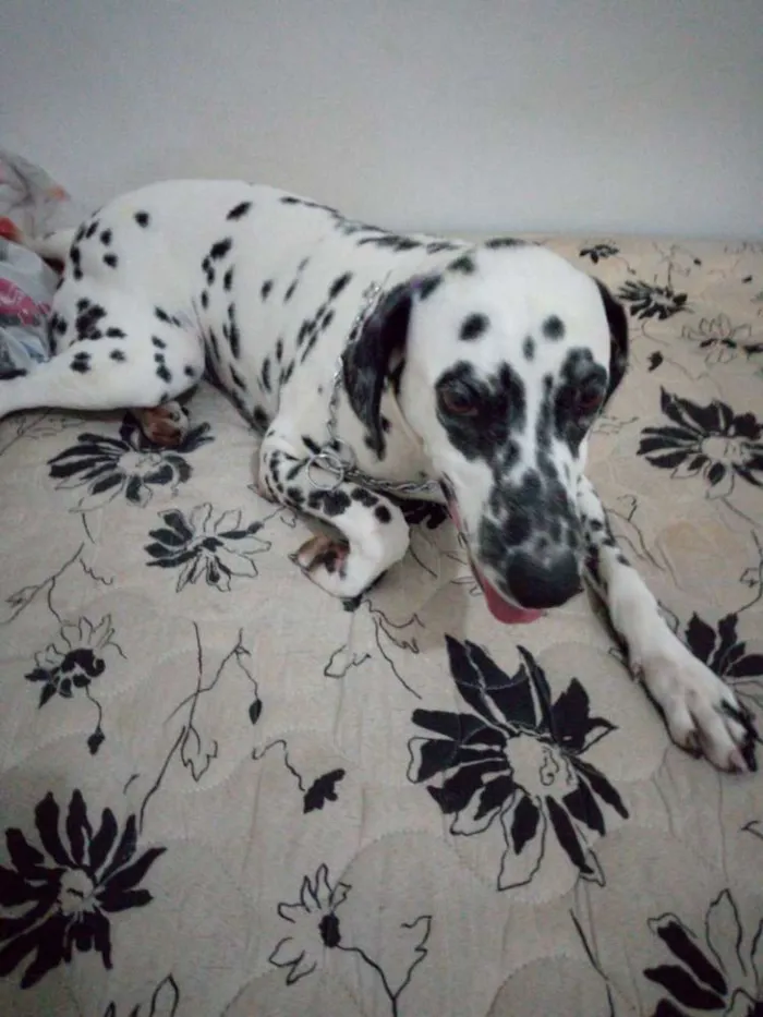 Cachorro ra a Dálmata idade  nome *PERDIDA*