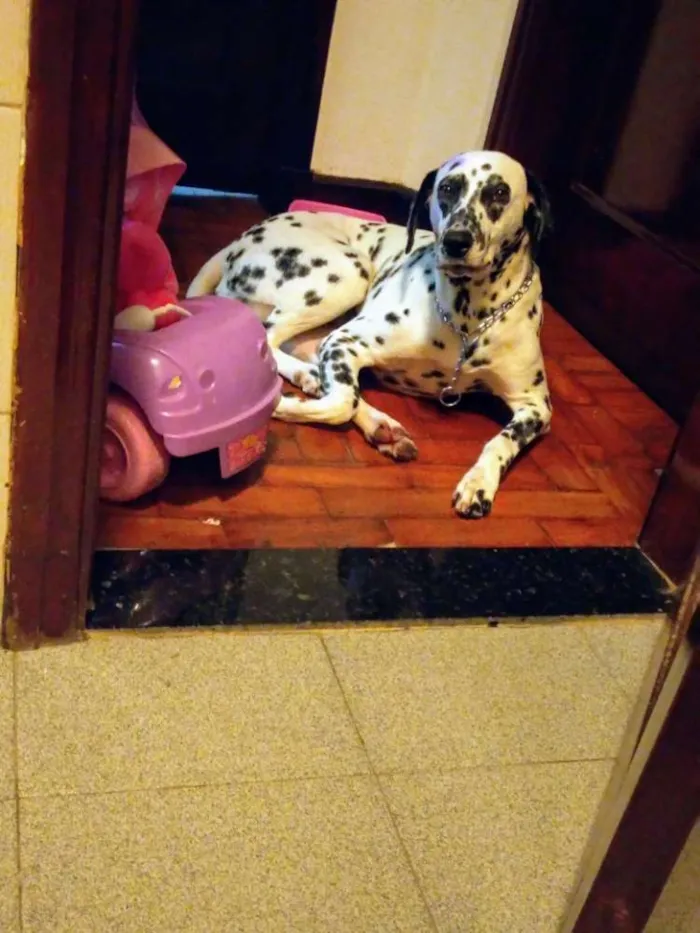 Cachorro ra a Dálmata idade  nome *PERDIDA*