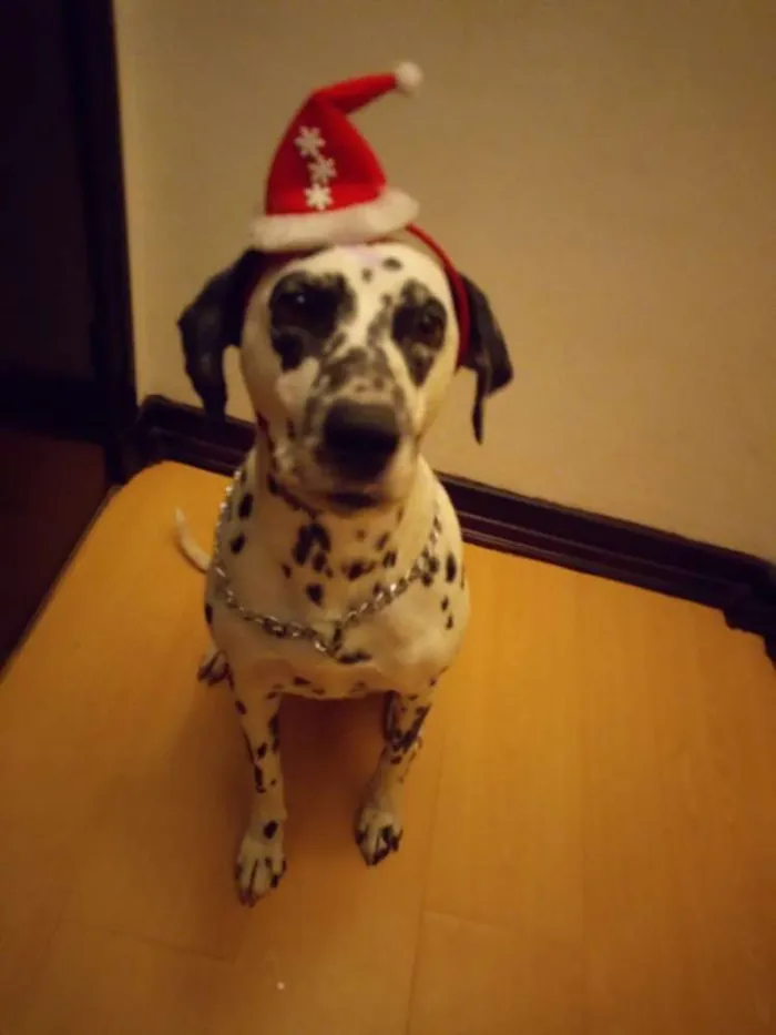 Cachorro ra a Dálmata idade  nome *PERDIDA*