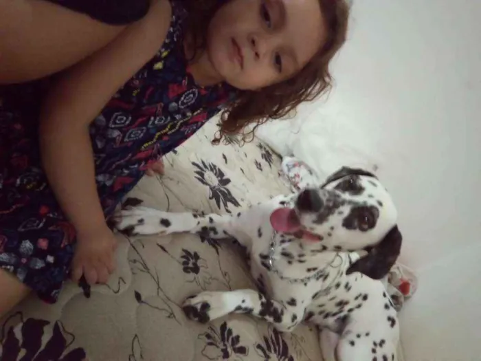Cachorro ra a Dálmata idade  nome *PERDIDA*