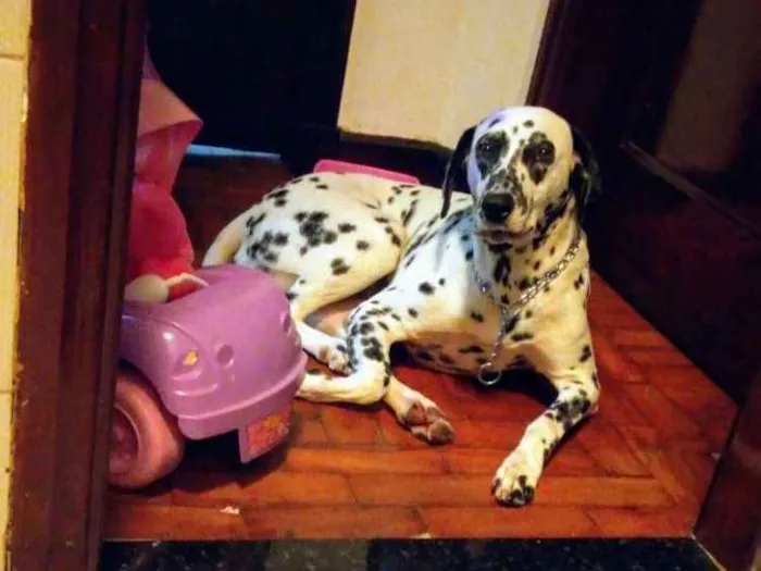Cachorro ra a Dálmata idade  nome *PERDIDA*