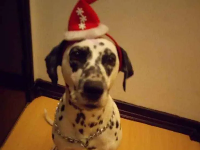 Cachorro ra a Dálmata idade  nome *PERDIDA*