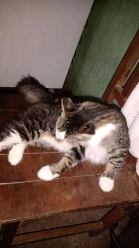 Gato ra a Vira lata  idade 7 a 11 meses nome Melissa e leo