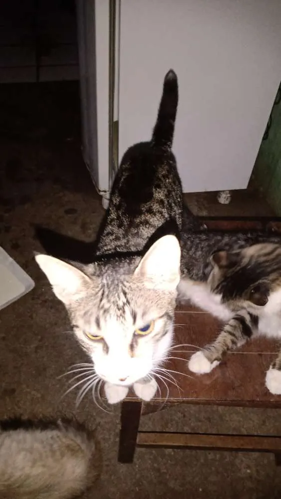 Gato ra a Vira lata  idade 7 a 11 meses nome Melissa e leo