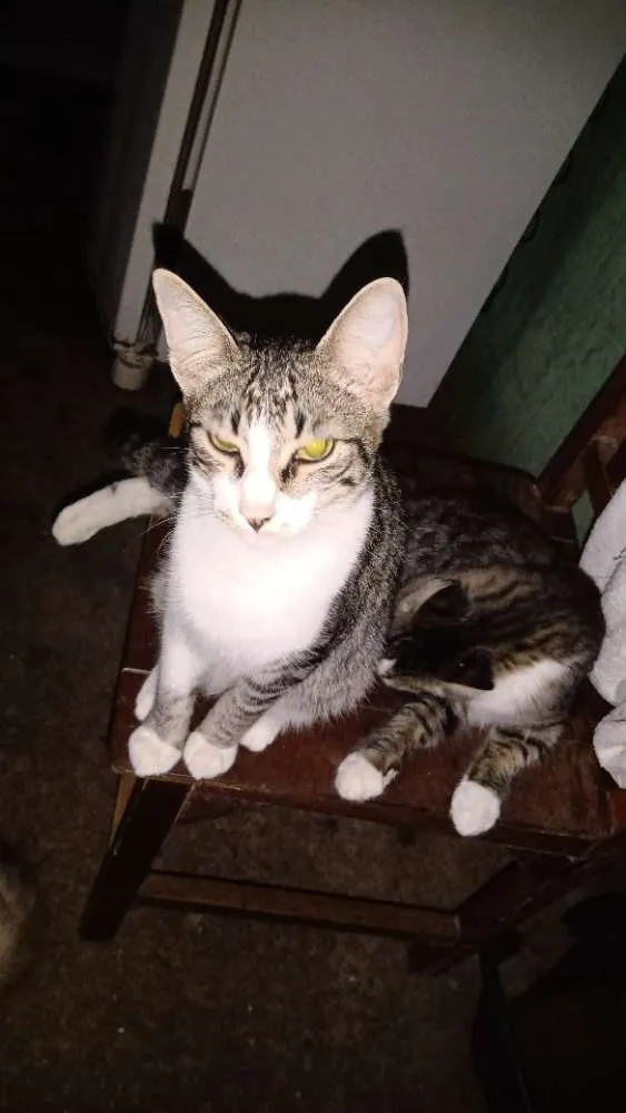 Gato ra a Vira lata  idade 7 a 11 meses nome Melissa e leo