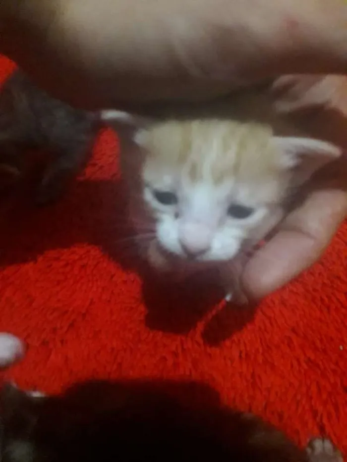 Gato ra a Vira lata  idade 2 a 6 meses nome Filhotes 