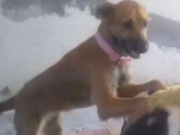 Cachorro ra a Vira lata idade 7 a 11 meses nome Pixuquinha