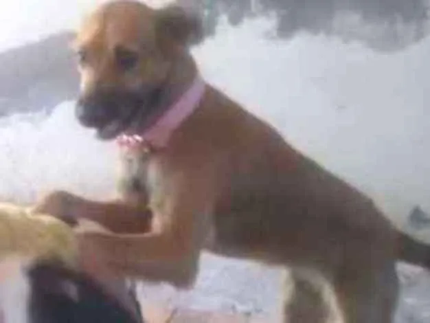 Cachorro ra a Vira lata idade 7 a 11 meses nome Pixuquinha