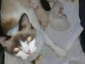 Gato raça Siamês  idade Abaixo de 2 meses nome N tem